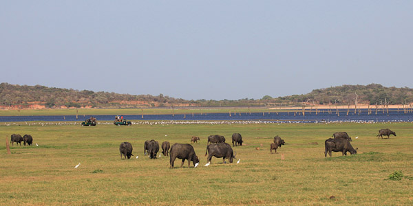 Buffels met koereigers